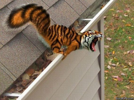 tiger_on_the_roof.jpg