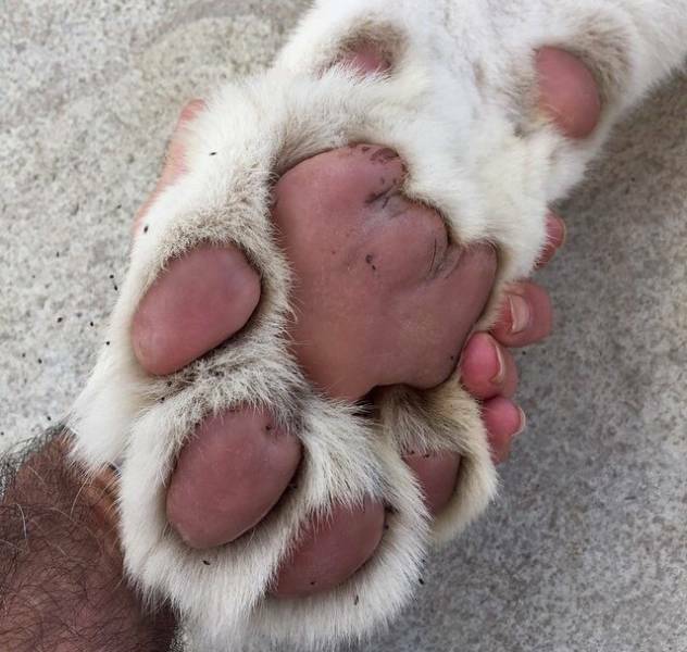 tigerpaw.jpg