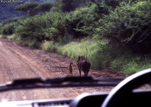 timon_and_pumbaa.jpg