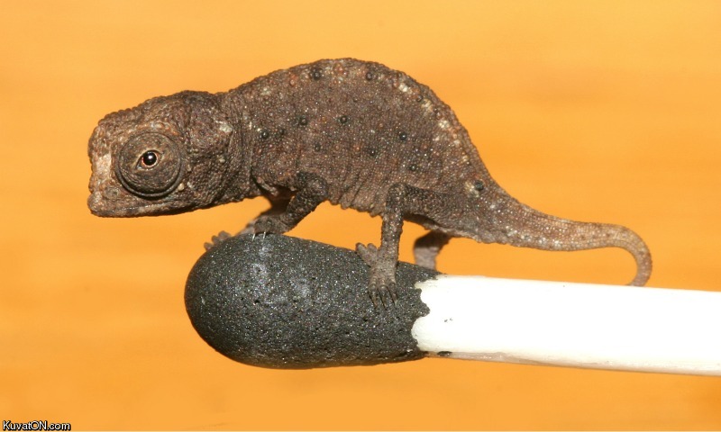 tiny_chameleon.jpg