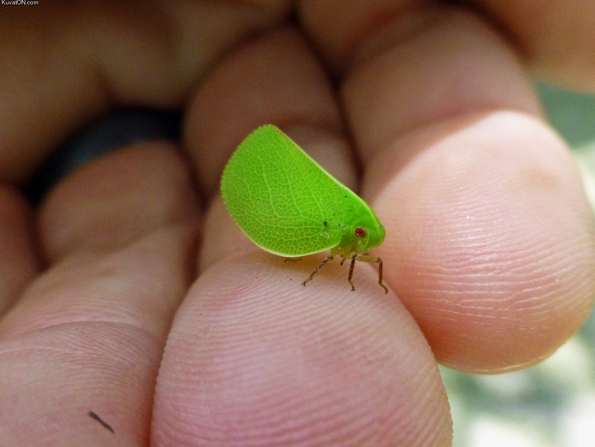 tiny_leafhopper.jpg