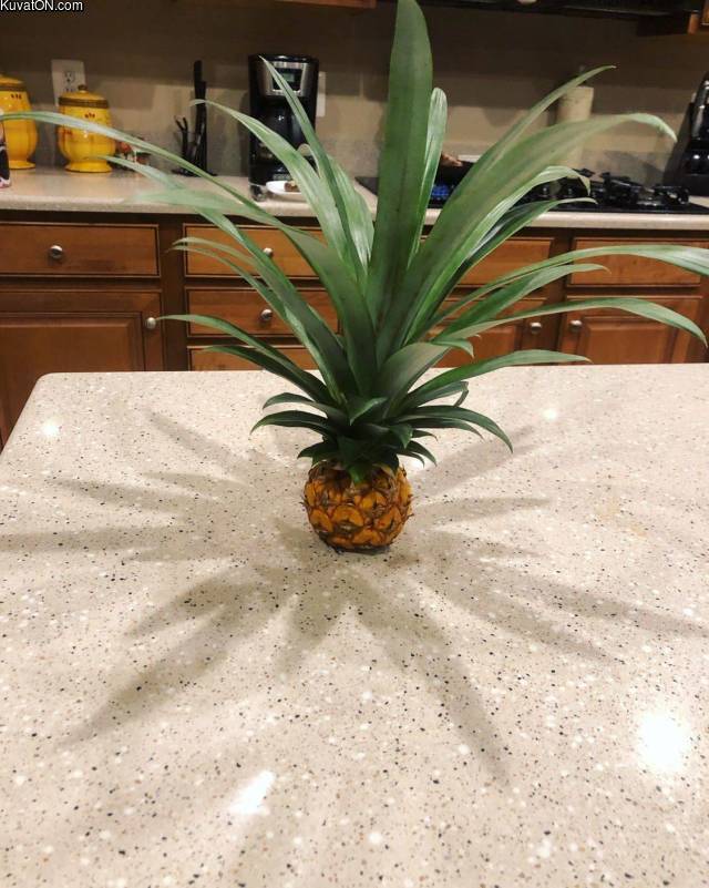 tinypineapple.jpg