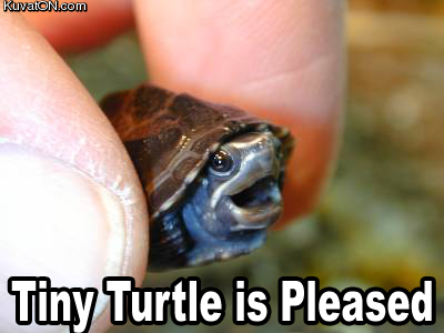tinyturtle.jpg