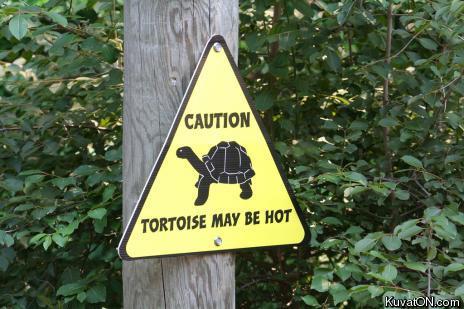 tortoise_may_be_shot_sign.jpg