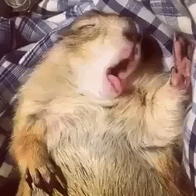 toteemieläin.gif