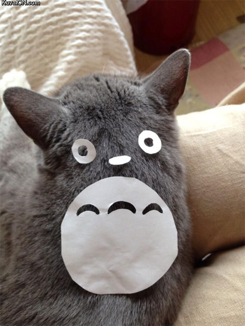 totoro_cat.jpg