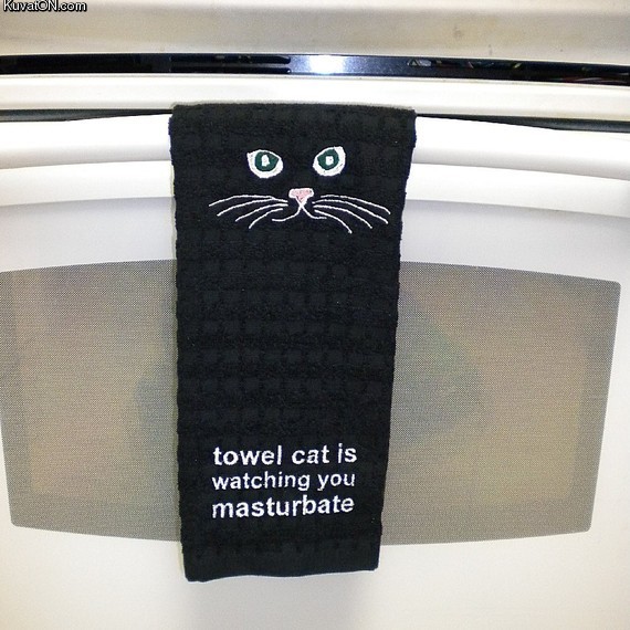 towel_cat.jpg