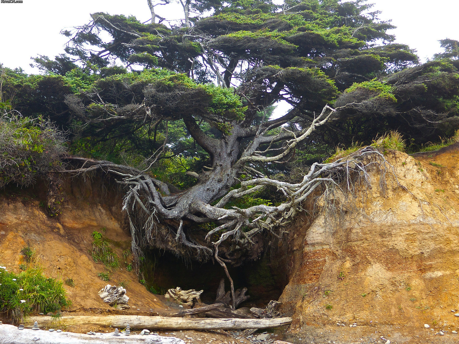 tree_fighting_against_erosion_on_the_beach_in_olympic_national_park_wa.jpg