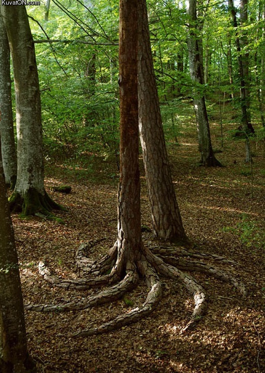 tree_with_spiraling_roots.jpg
