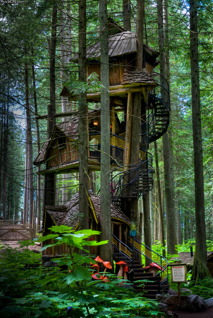 treehouse7.jpg