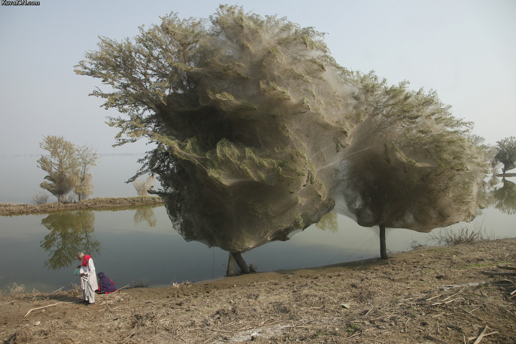 trees_cocooned_in_spider_webs.jpg