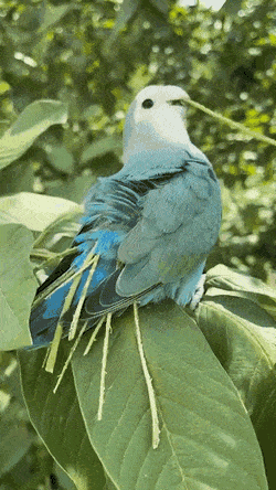 treffeille_menossa.gif