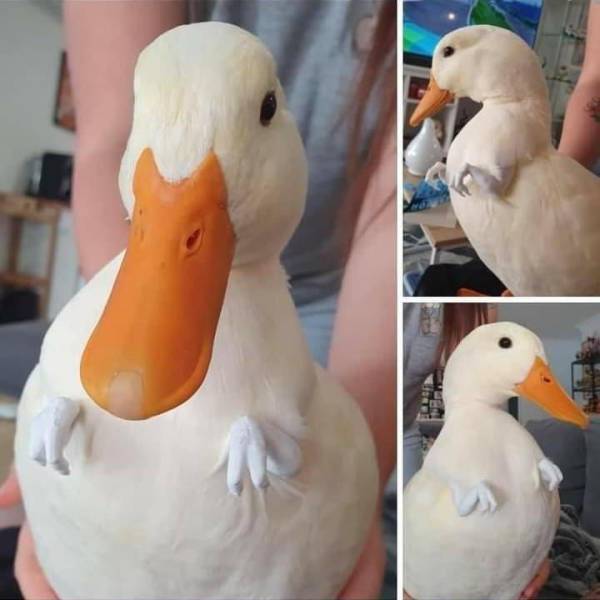 trexduck.jpg