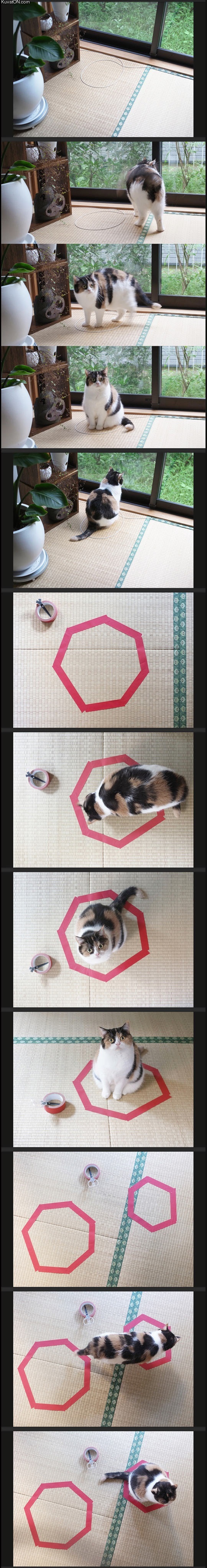 trick_your_cat_with_a_circle.jpg