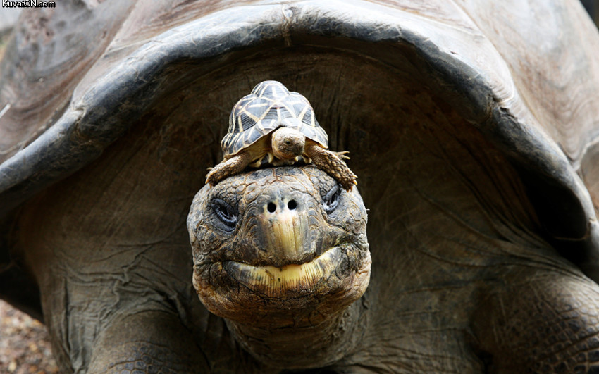 turtle6.jpg