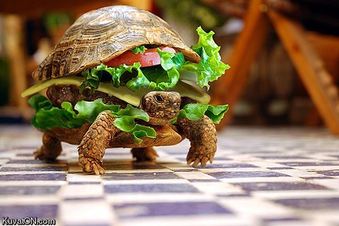turtle_burger.jpg