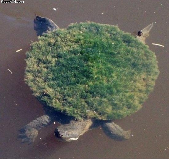 turtle_island.jpg