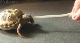 turtle_omnomnom.gif