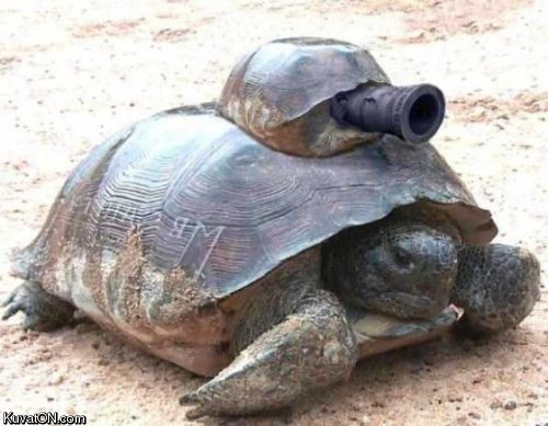 turtle_tank.jpg