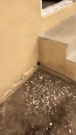 turtles6.gif