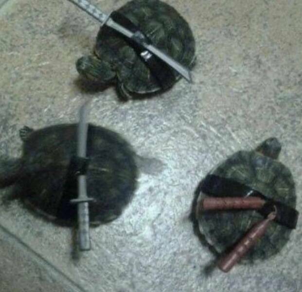 turtlesit4.jpg