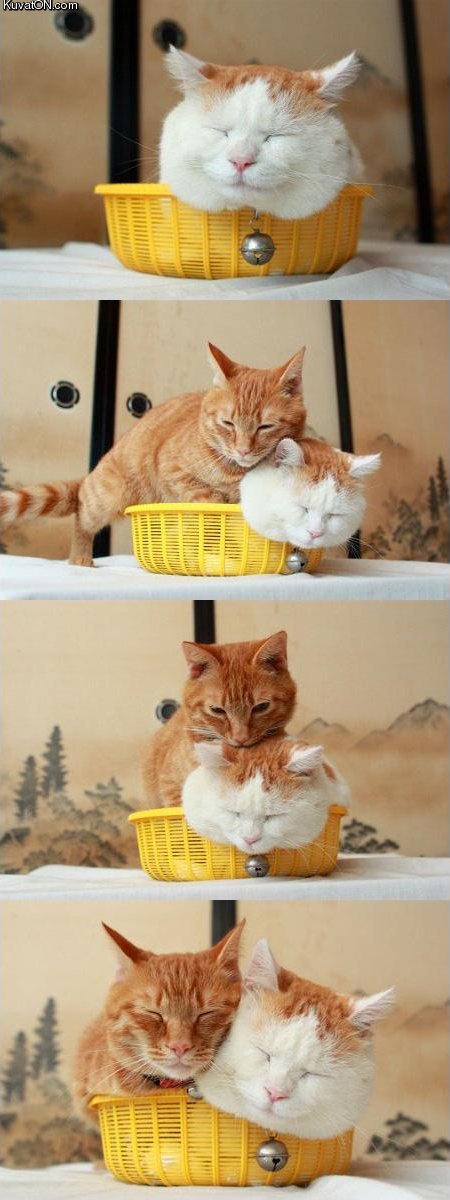 two_cats_one_basket.jpg
