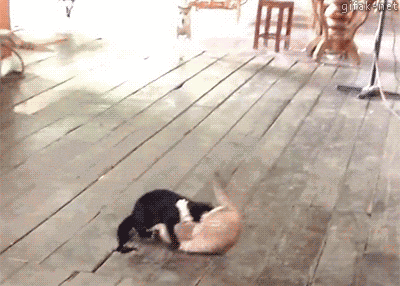 two_dogs_breaking__up_a_cat_fight.gif