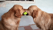 two_dogs_fighting_over_a_tennis_ball.gif