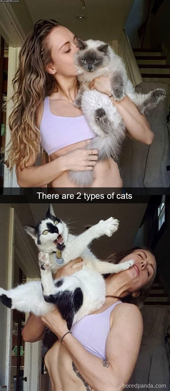 twotypesofcats.jpg