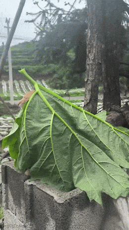 tykkaa_vaan_olla.gif