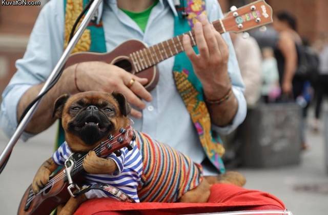ukuleledoge.jpg
