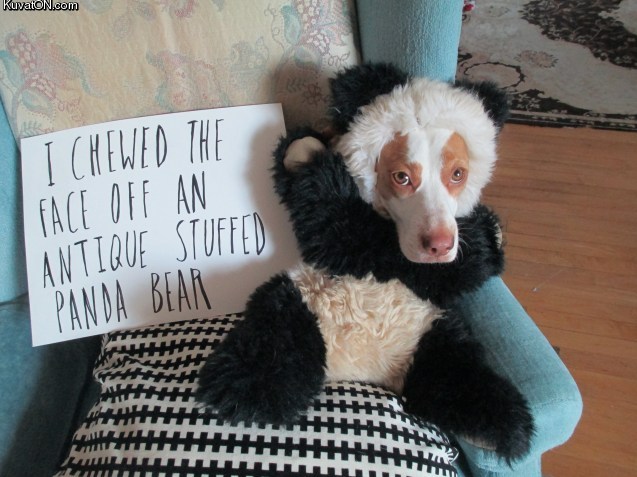 ultimate_dog_shaming.jpg