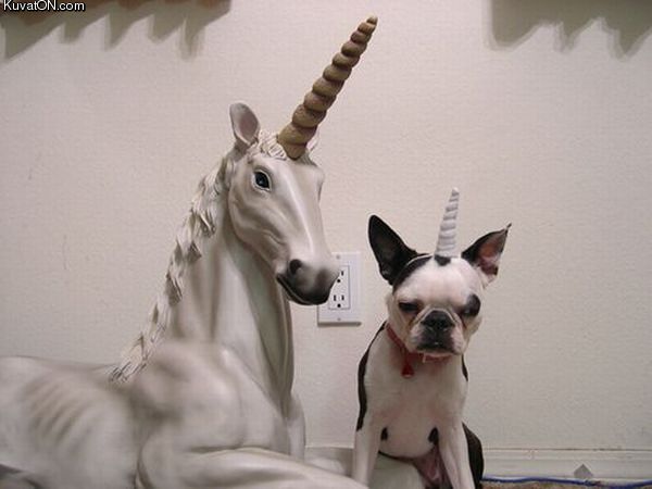 unicorn_dog.jpg