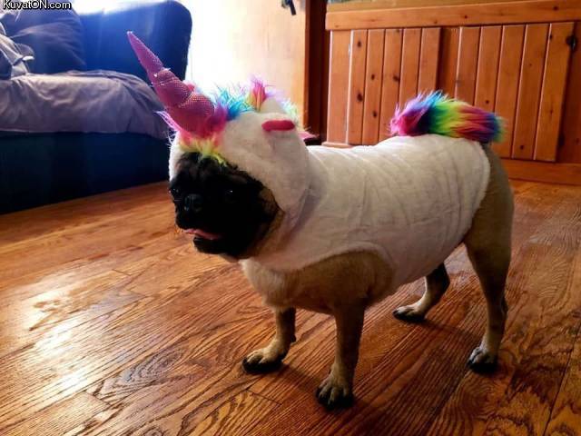 unicorncostume.jpg