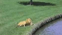 ups_4.gif