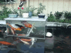 upside_down_fish_tank.gif