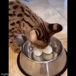 vaikee_syötävä.gif