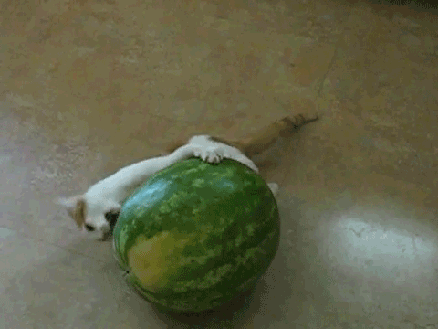 vaikee_syötävä2.gif