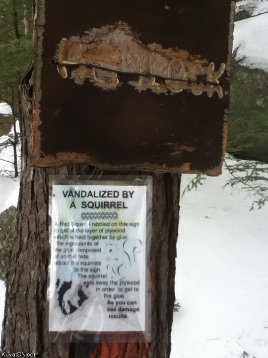 vandalized_by_squirrels.jpg