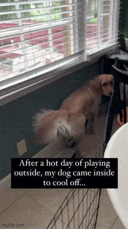 viilee_paikka.gif