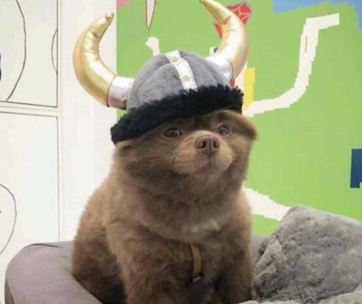 viking_doge.jpg