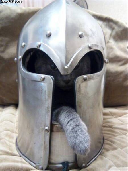 vikingcat.jpg