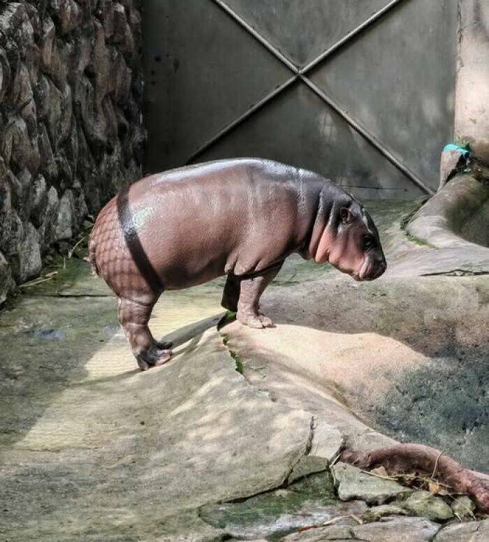 virtahepon_sukkikset.jpg