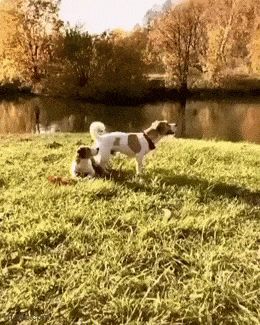 volttidoge.gif