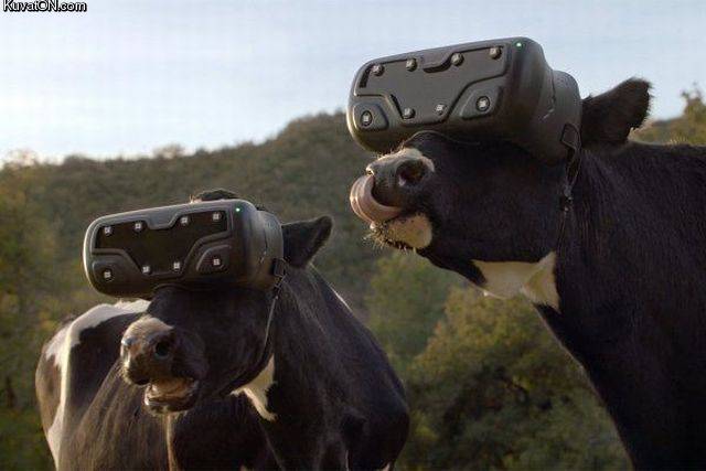 vrcows.jpg