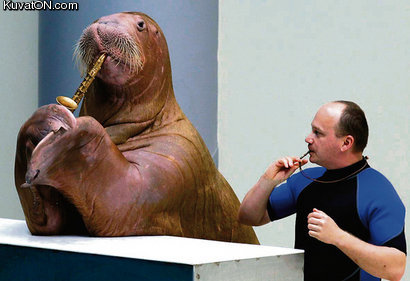 walrus.jpg