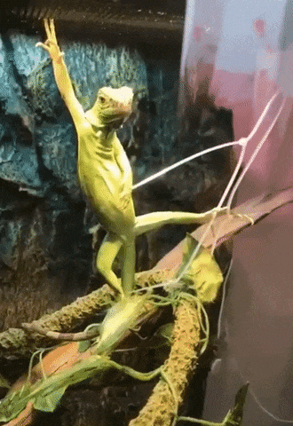 wasapp4.gif