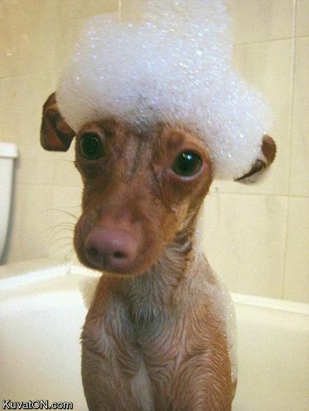 wash_dog.jpg