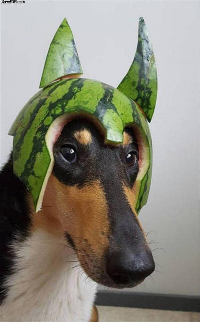 watermelonhelmet.jpg