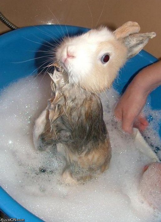 wet_wabbit.jpg